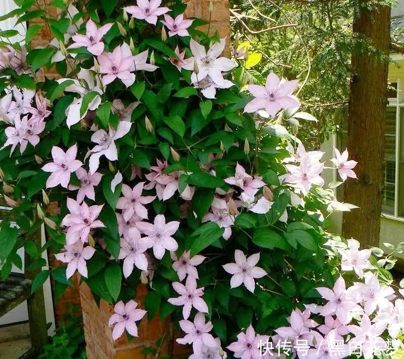 养护|有院子一定要养的“3种花”,花多花大又好看好养,美成一幅画