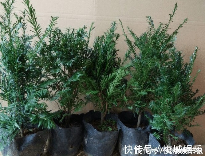 无花果树|六种“冻不死”植物，沾土既活，放在家里满屋香！身体还会更健康