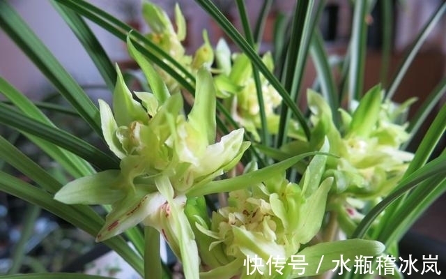 花瓣数多达100多瓣的兰花,香味浓烈醇正,花苞多变,值得入手