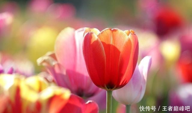 世界上花香排名前三的花,却在生活中很常见,你家有养么!