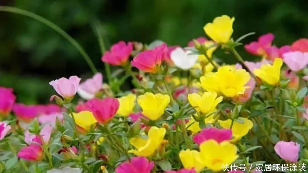 这个花随便掐个枝条就能养爆盆！