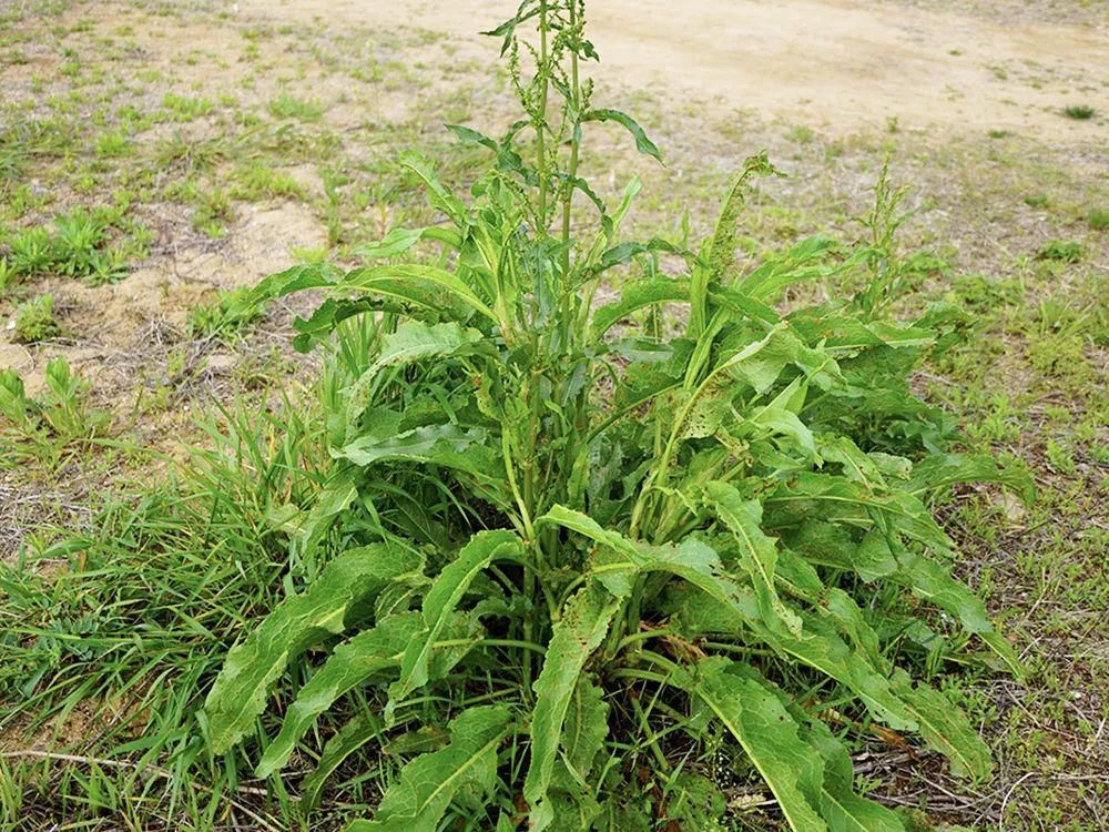  如今|曾是穷苦人的救命野菜，如今15元一斤成稀罕货，俗称“野菠菜”