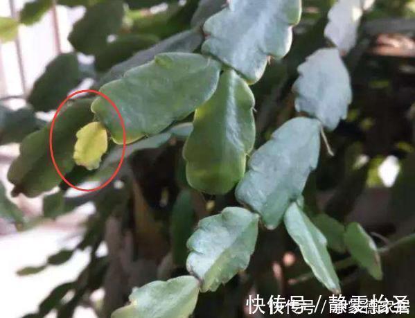 蟹爪兰开花期间，做好3个掐，开花多，复花快