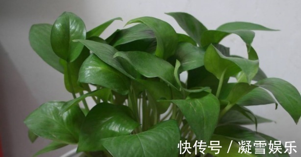 新房|新房装修完味道很重教你解决甲醛的3个方法,值得了解一下