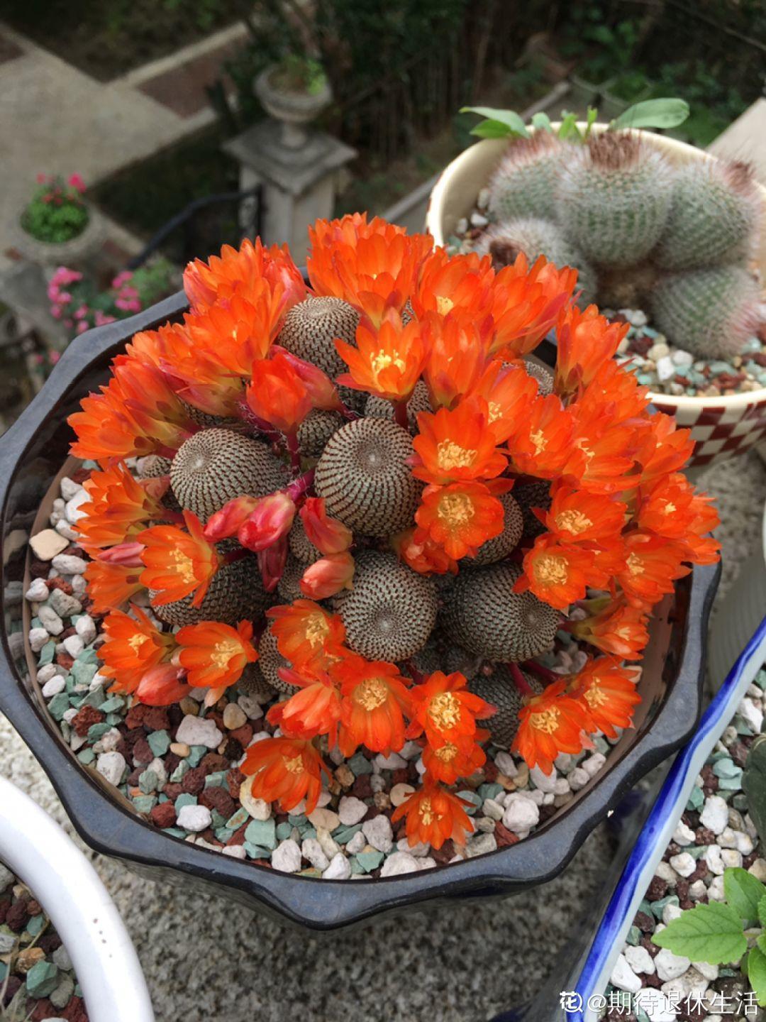 10种耐旱花,2个月不浇水,叶子反而绿油油!