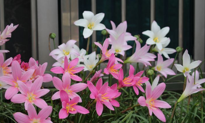 这种兰花是天生的“水鬼”，立春后搬出屋，多淋淋雨可早点开花