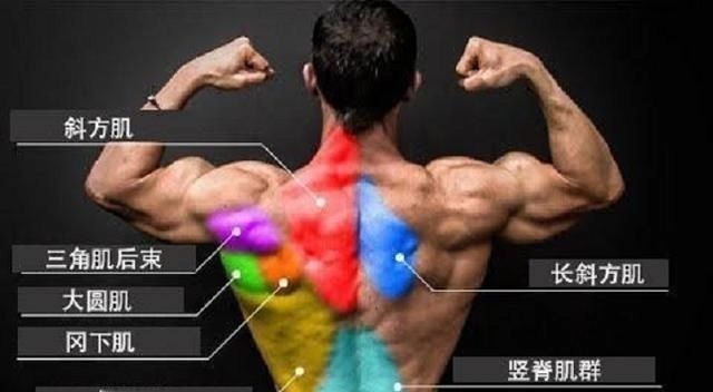 哑铃|以后训练背部肌肉,不能少了这4个动作,练背效果太强了