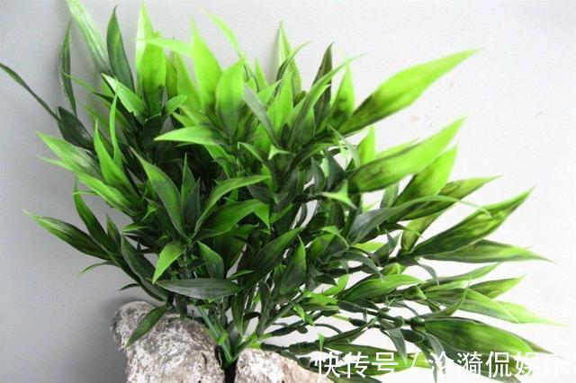 技巧|富贵竹长成“小树林”,水培“技巧”要牢记,水温都有学问