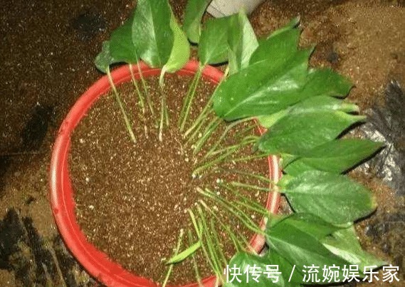 茂密|萌新绿萝黄叶别扔掉,这样剪1刀,来年又是1盆茂密的绿萝