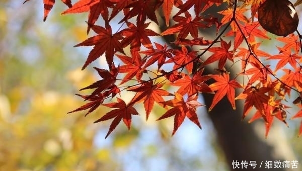 南京栖霞山的枫叶红了，你去看了吗