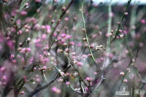 晨镜头|外滩黄浦公园:雨中红梅含苞待放,春节期间将迎盛花期 | 有个