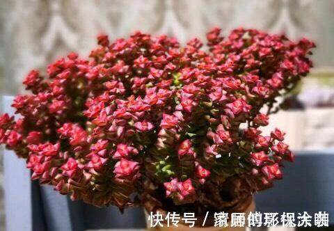 这三种多肉是多肉中的小强,一生只用买一次,出了状态照样美