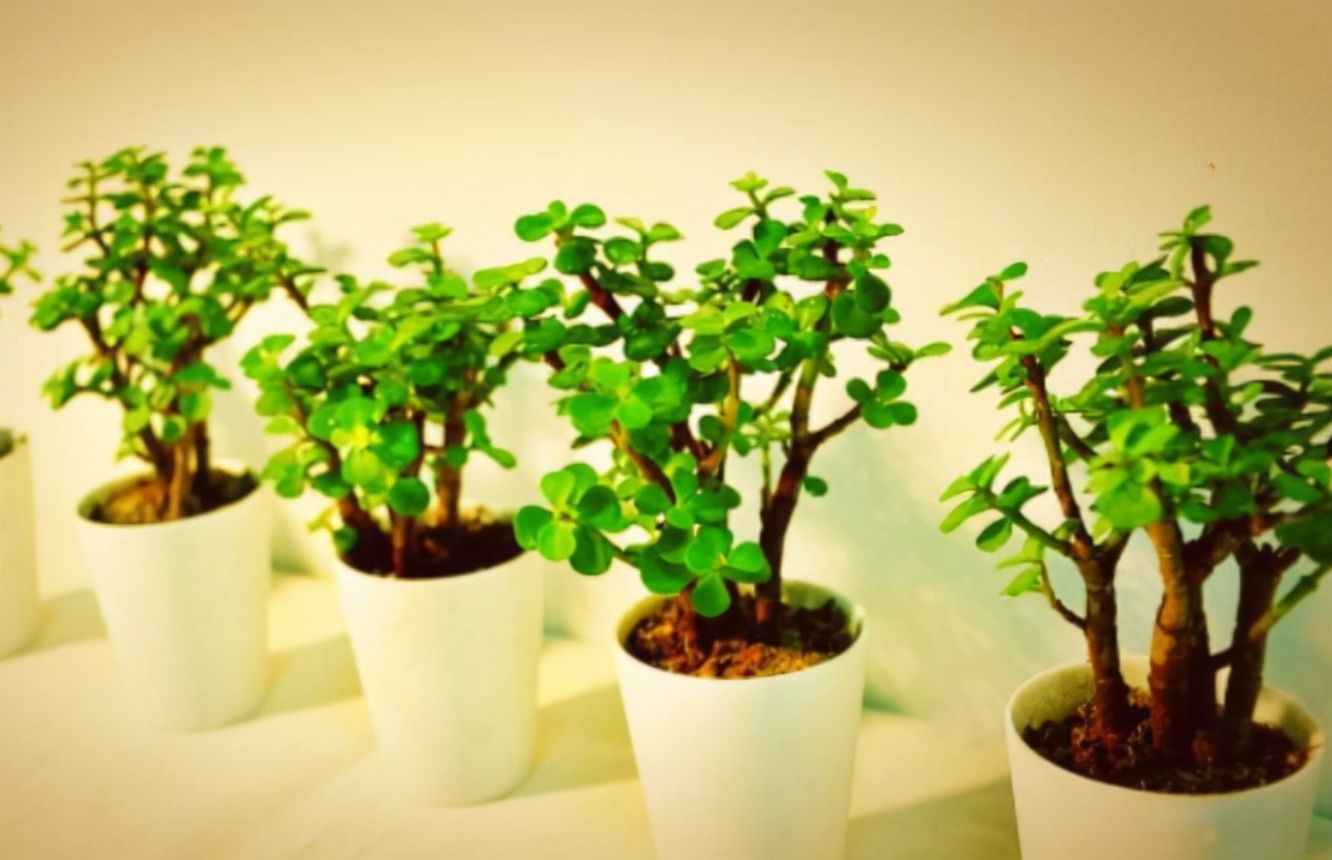 养金枝玉叶，冬天做好1个“保证”，记住“3合理”，长得也很快