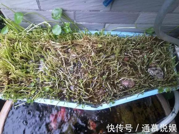 长势|咋“折腾”都不死的4种花,越修剪越旺,很难养死