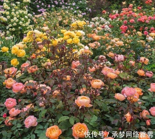 开爆|爱你的小花匠,七夕前,养好了20种月季花,随便1种都已开爆盆