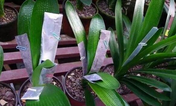 养君子兰，一个“小方法”，叶片整齐又好看，厚实油绿，长爆盆！