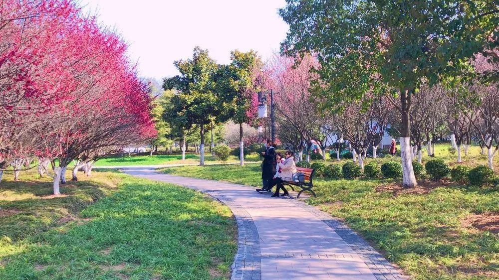 老年|春暖花开!阜城第一波春色来啦~