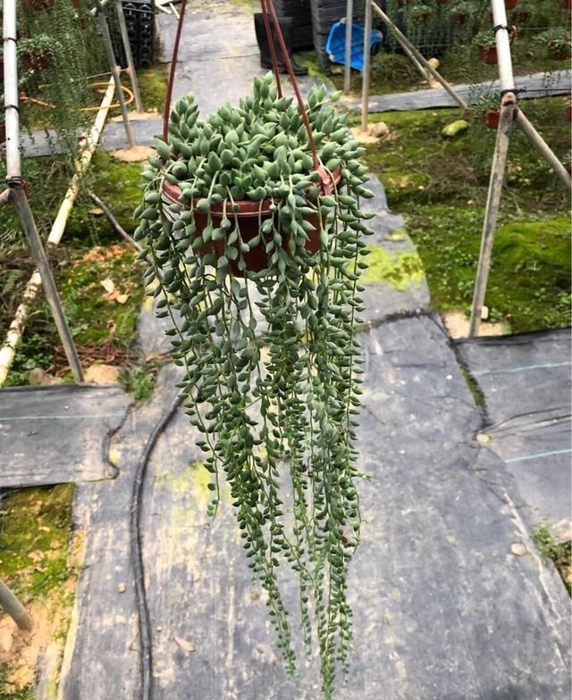 晾衣杆上养花,不占地又好看,养这几种砰砰开花