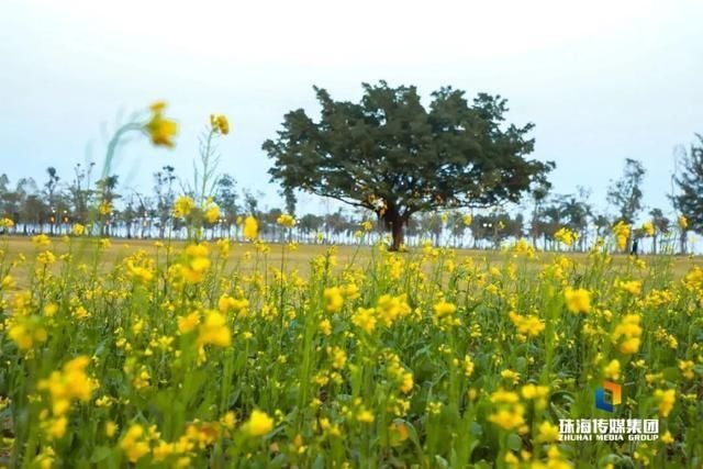 太养眼！茶花廊道、波斯菊花海、勒杜鹃廊道…海天公园上新啦