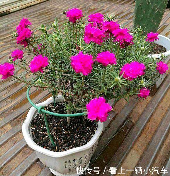 4种花是懒人之花,怎样养都没事,1个月不浇水,还爆盆了