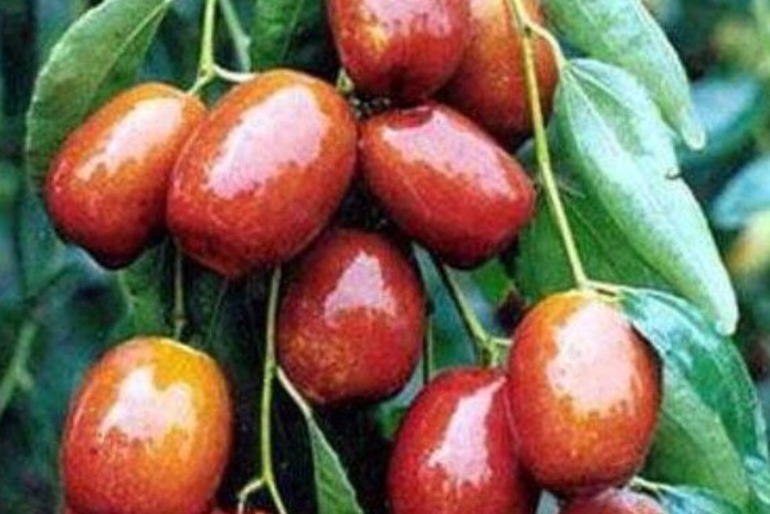 月经|女性经常吃“金枣”,妇科病“不敢扰”,还能防女性卵巢癌!