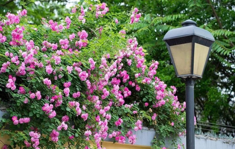 春来一小院，花开满枝头