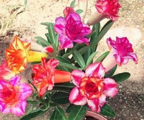 有种比玫瑰还美的花,不仅漂亮而且花期长,放在太阳下长势最好!