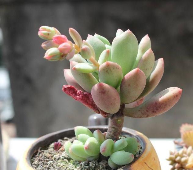 白牡丹|家养多肉,就养这“3种”,叶片肥、颜色艳,养成老桩,价值翻番