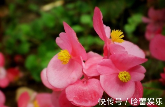 开花|家里喜欢养花,此款花卉一年四季开花,花艳易爆盆,开花一簇一簇