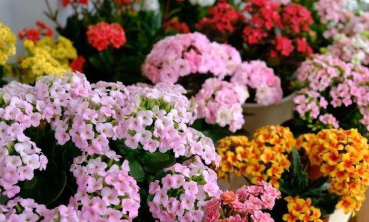 4种花适合夏天养,开花爆盆花期长,阳台开花变温馨小花园