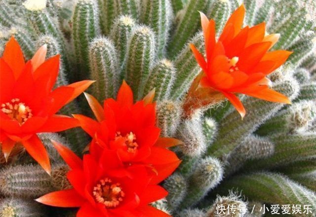 养殖|家里养几盆这样的花,别人看了都羡慕,太美了