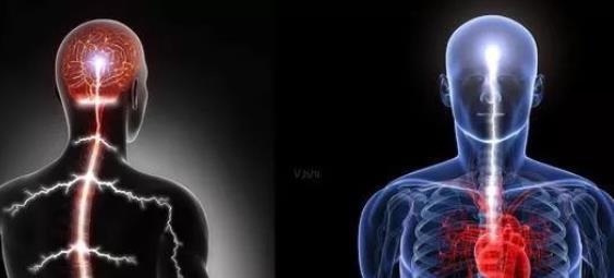 筋者|筋长一寸,寿延十年,养生必知人体保护“神筋”的7大功能与作用