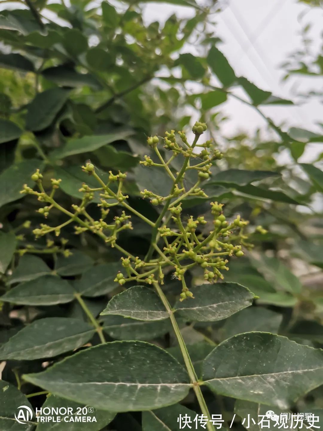 农家|初夏时节，农家是一片花海，清新自然之美