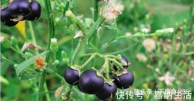 小时候|农村路边的“黑星星”,小时候总吃,专家却说不能吃,值得了解!