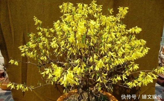 大蒜养花,防腐、防虫还能促发芽,好处多不胜举