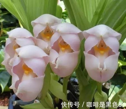 奇花|奇花、奇花、奇花、罕见奇花,赶快打开欣赏吧