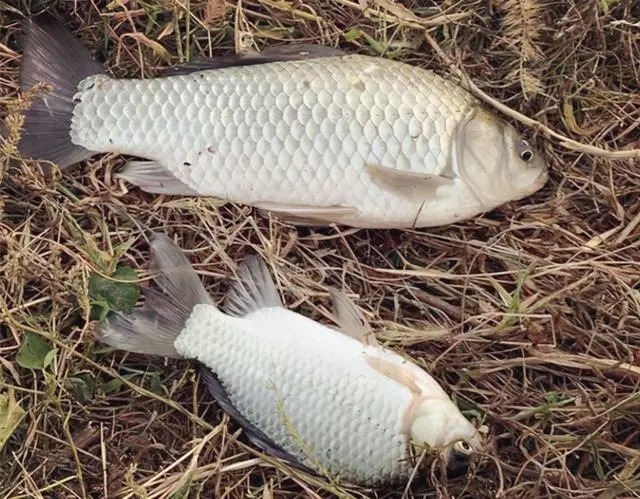 冬季最管用的开饵水,新钓友学会这几种,鱼获直接翻倍