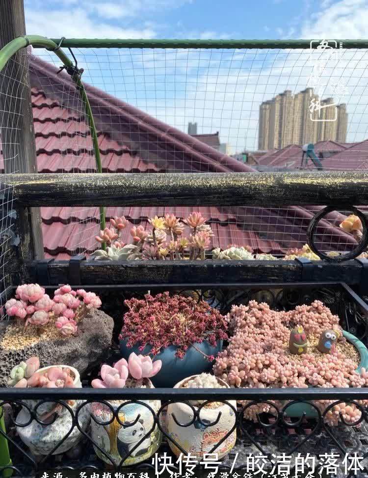 阳光露台多肉,天时地利人和!美肉知时节,当春乃发生!