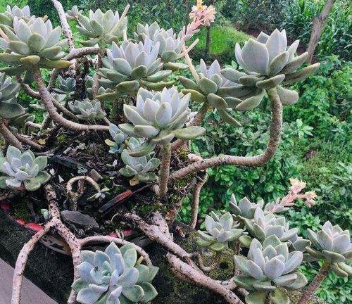 容易养成悬崖桩的3种多肉,好养护叶色靓,大气高贵有档次!