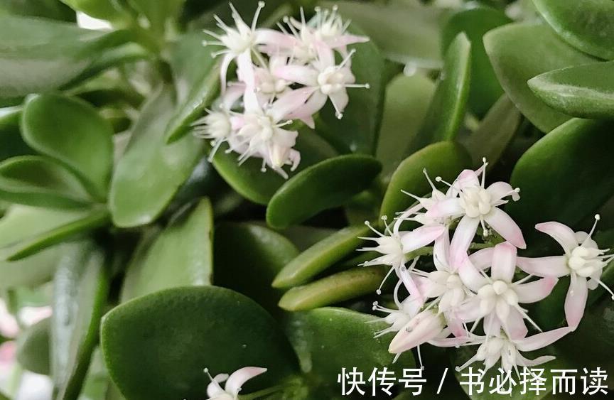 发财树|4种树,花开富贵“好兆头”,难得一见,看看你家有吗?