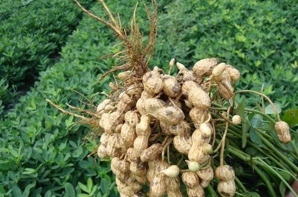 花生|它是长在树上的“花生”，农民们视为珍贵野果，很多人见过没吃过