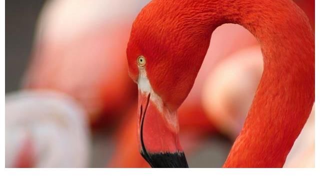 33个你不知道的冷知识，真实存在于世界但容易被人忽视