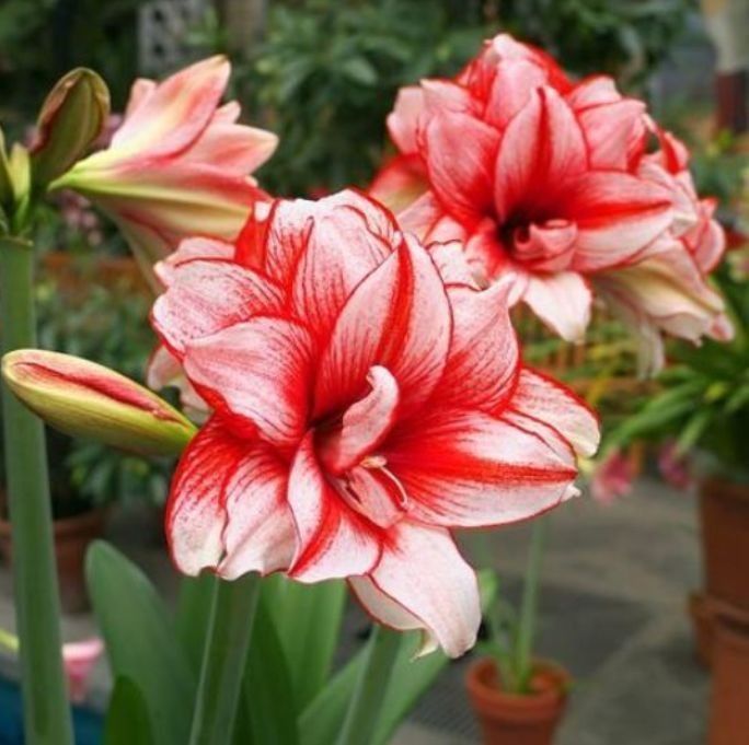 几种“漂亮花”,好打理易爆盆,花量大不操心,越养越喜欢