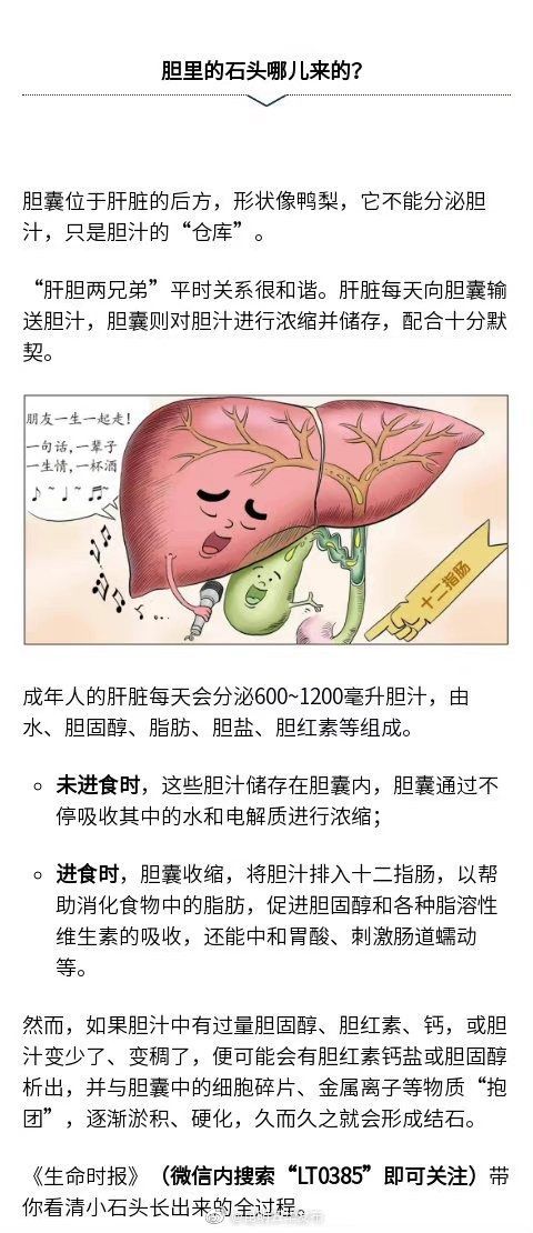 石头|胆囊是怎么被“憋”出石头的？