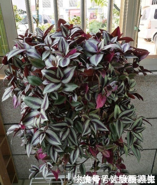 别养绿萝了,这花比绿萝好看好养,邻居一口气养了20盆!