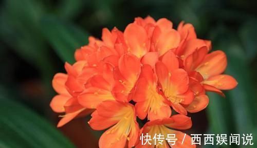 君子兰叶片发黄怎么办?几招解决面子问题,叶片很快又大又绿