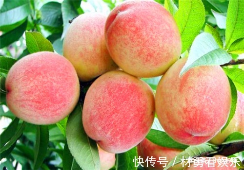 南瓜尖|女性养生,推荐3种食物,预防子宫早衰,健脑益智,谁吃谁受益