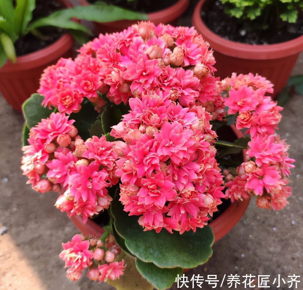 买到长寿花小苗，不要让它开花，做好这几步，让它花量“翻几倍”