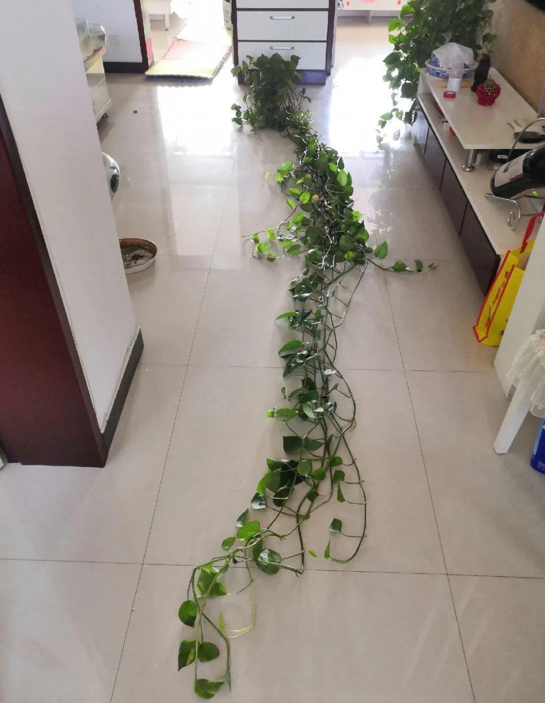 3个月后才回家,家里的花疯了,墙缝、房顶都爬满!