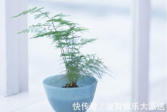 烂根|文竹爱黄叶，学了这5招，叶子绿的滴油，蹭蹭长到巨无霸！